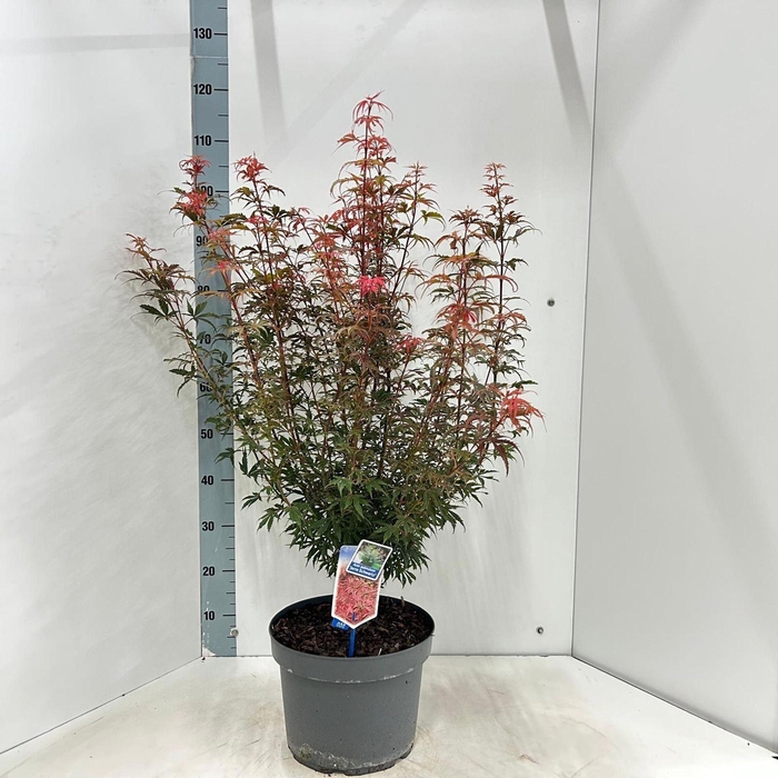 <h4>Acer palmatum Jerre Schwartz</h4>