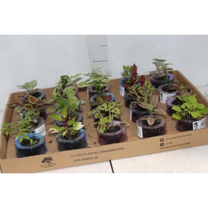 HIDROCULTURA VARIADO P05 PLANTA ORNAMENTAL