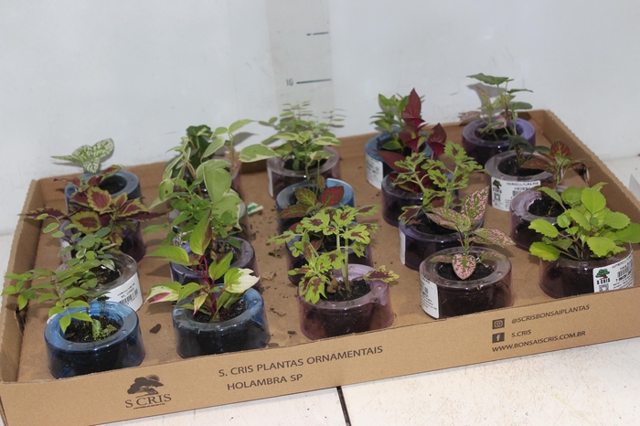 <h4>HIDROCULTURA VARIADO P05 PLANTA ORNAMENTAL</h4>