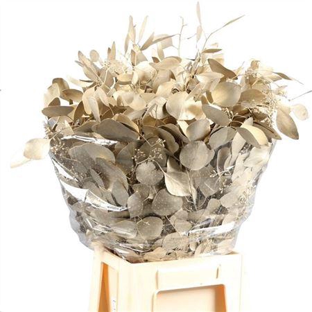 <h4>Populus Bes Geverfd Lang</h4>