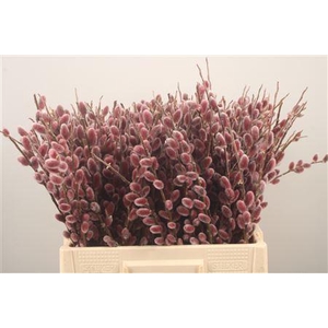 Salix G Pink Cushion