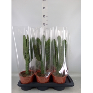 Opuntia