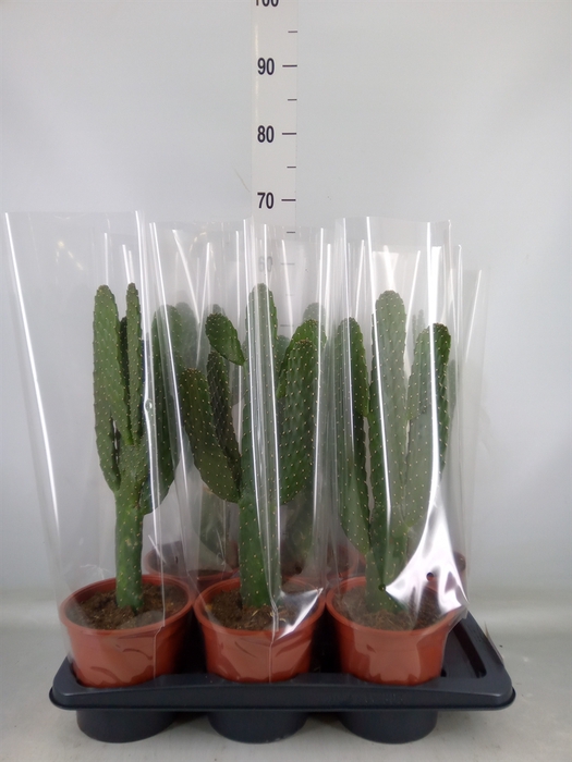 <h4>Opuntia</h4>