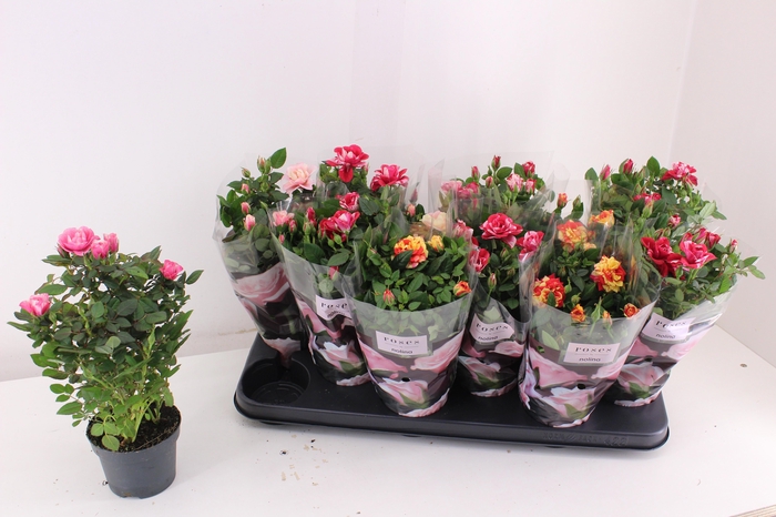 <h4>RO VICTORY GEM</h4>