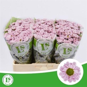 Chr S Rossi Pink