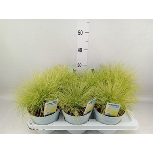 Festuca glauca 'Amigold'