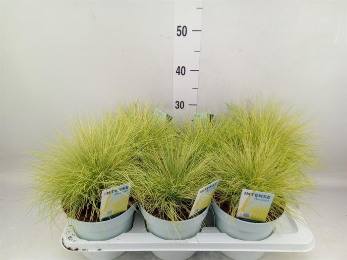<h4>Festuca glauca 'Amigold'</h4>