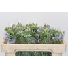 Oxypetalum Tweedia Blue