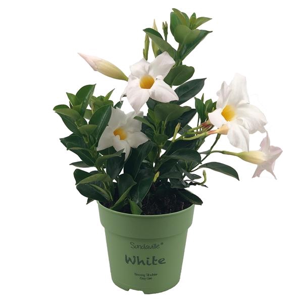 <h4>Mandevilla Sundaville White</h4>