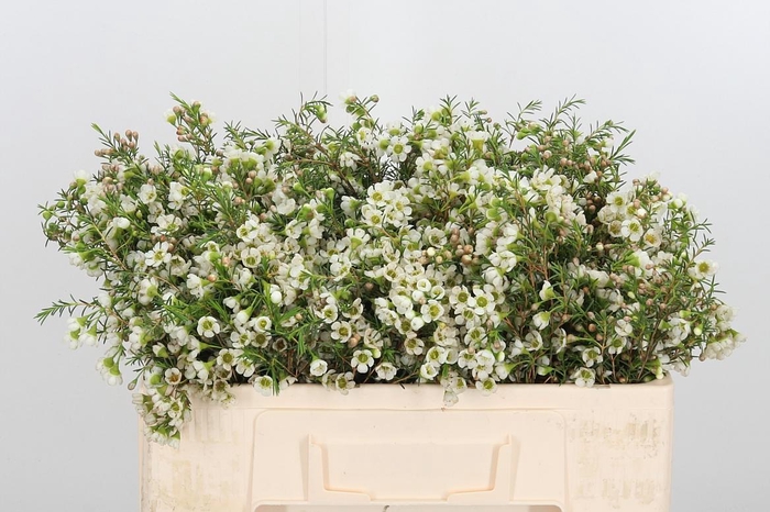 <h4>Chame Crystal Pearl</h4>