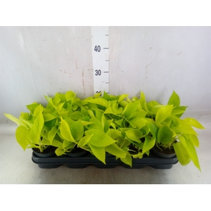 Epipremnum pinn. 'Golden Pothos'