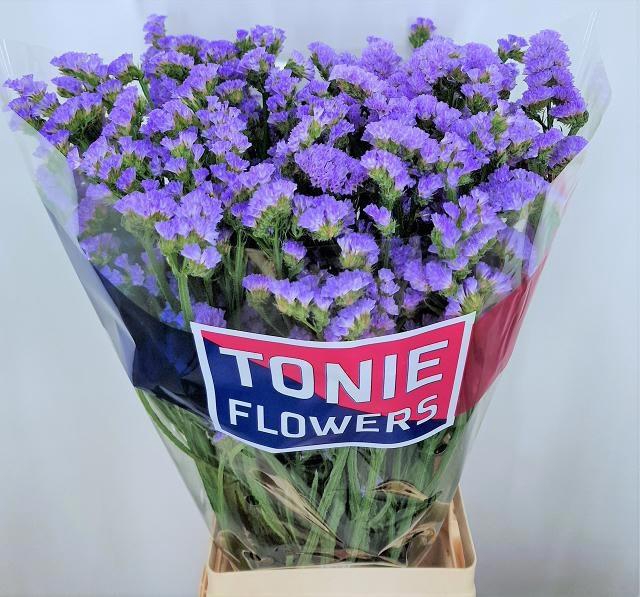 <h4>Lim S Sky Wings</h4>