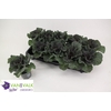 BRASSICA (SIERKOOL)