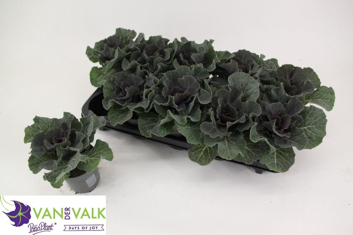 BRASSICA (SIERKOOL)