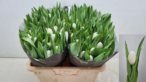 <h4>TU EN MOVANA</h4>