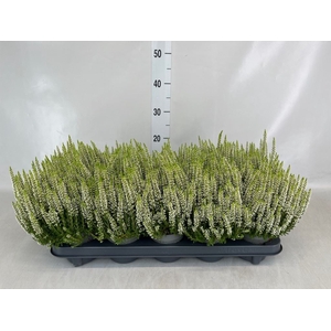 Calluna vulg. 'Beauty L Venca'