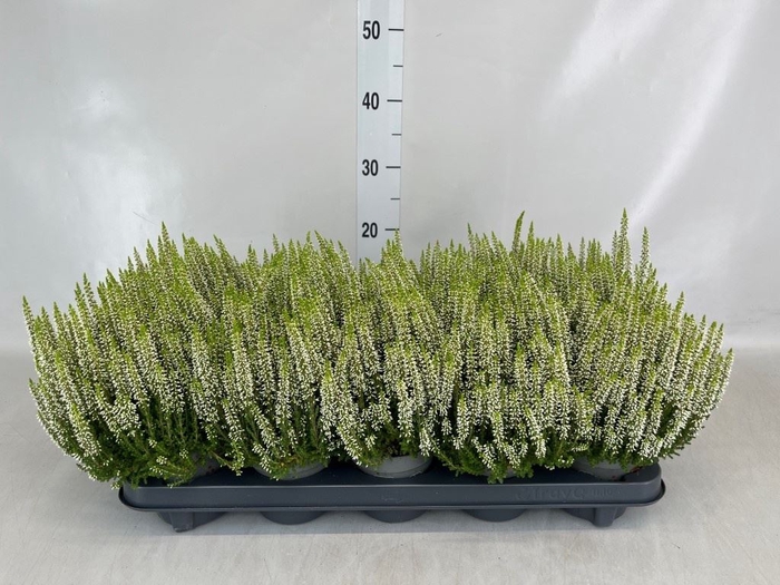 <h4>Calluna vulg. 'Beauty L Venca'</h4>