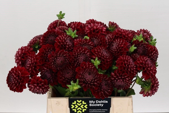 <h4>Dahlia Cornel</h4>