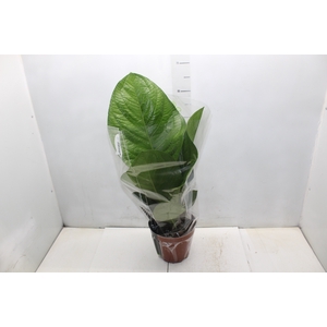 ANTHURIUM JENMANII P19