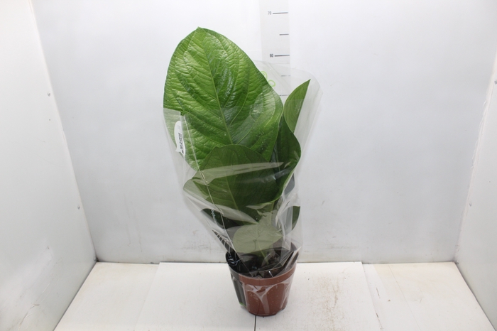 <h4>ANTHURIUM JENMANII P19</h4>