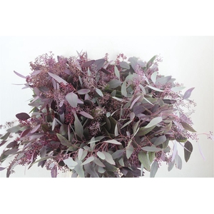 Euca Populus Berry 300gr Abs Lilac P Bunch