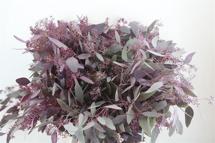<h4>Euca Populus Berry 300gr Abs Lilac P Bunch</h4>