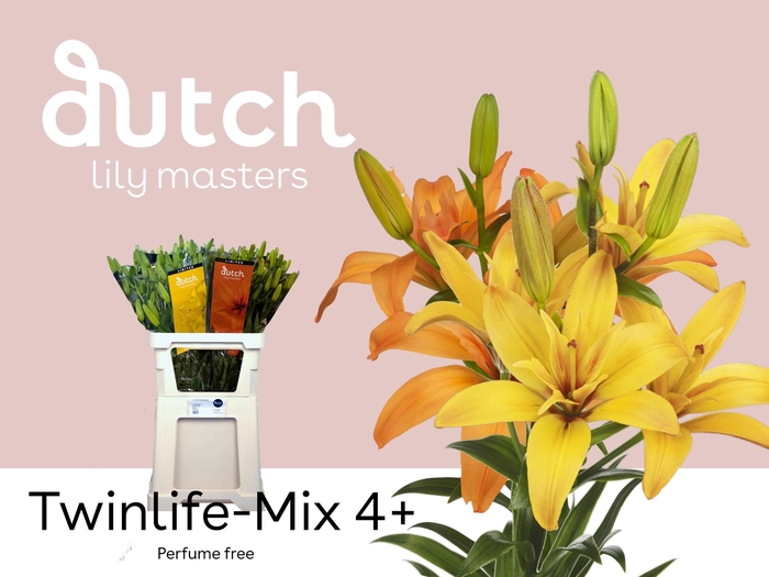 <h4>LI LA TWINLIFE MIX 4+</h4>