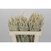Amaranthus Yearming Desert