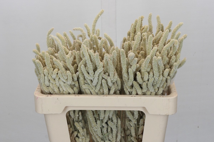 <h4>Amaranthus Yearming Desert</h4>