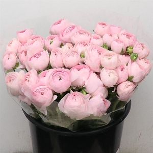 Ran Su Sr Hanoi Pink Extra