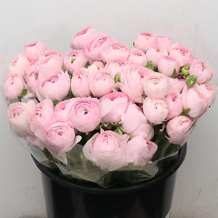 <h4>Ran Su Sr Hanoi Pink Extra</h4>