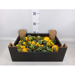 Cucurbita pepo 'Pear Bico'  ../stuk