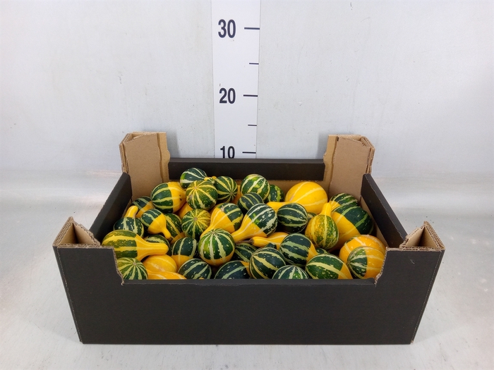 <h4>Cucurbita pepo 'Pear Bico'  ../stuk</h4>