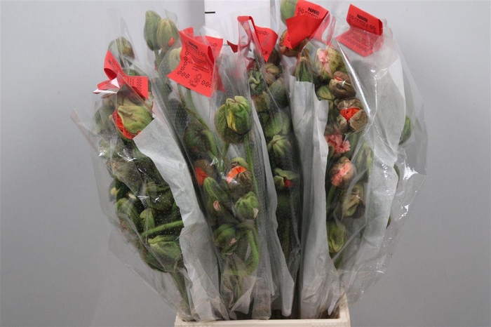 <h4>Papaver Gemengd Per Tak</h4>