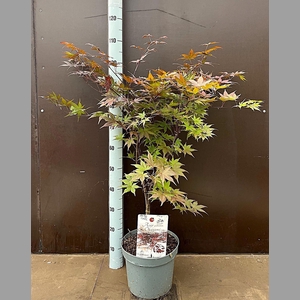 ACER OV