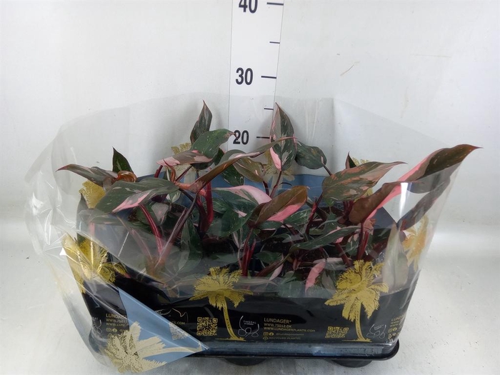 <h4>Philodendron   ...</h4>