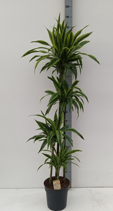 <h4>DRA DE LEMON LIME</h4>