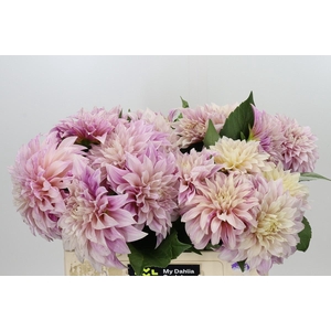 Dahlia Café au Lait