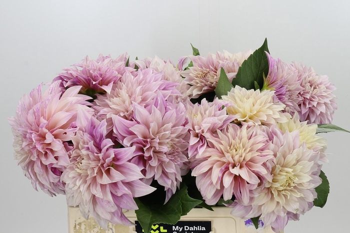 <h4>Dahlia Café au Lait</h4>