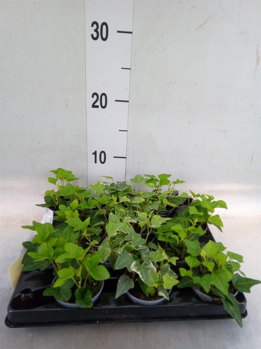 <h4>Hedera helix</h4>