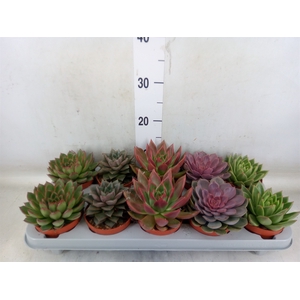 Echeveria   ...mix