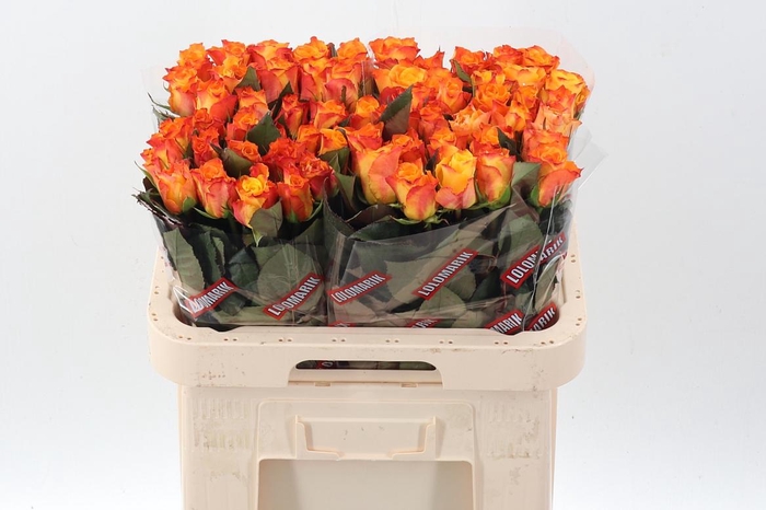 <h4>R Gr Marie-Claire!</h4>