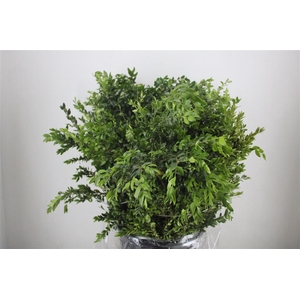 Buxus Green P Bunch