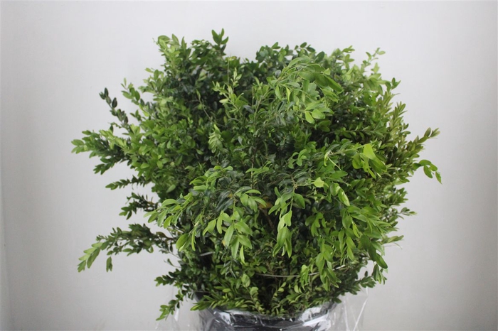 <h4>Buxus Green P Bunch</h4>