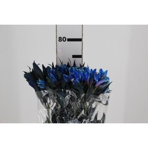 ALSTROEMERIA TINGIDA 080 CM AZUL