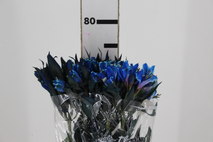 <h4>ALSTROEMERIA TINGIDA 080 CM AZUL</h4>