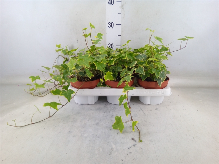 <h4>Hedera helix 'Goldchild'</h4>