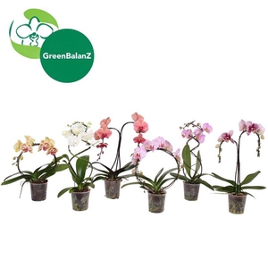 ShapeZ - Phalaenopsis Vormen Mix 2t 14+/50