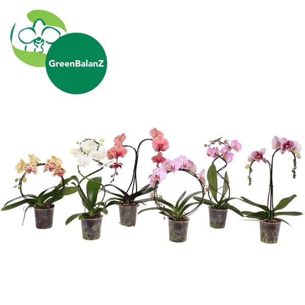 <h4>ShapeZ - Phalaenopsis Vormen Mix 2t 14+/50</h4>