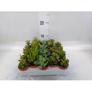 Crassula ...mix
